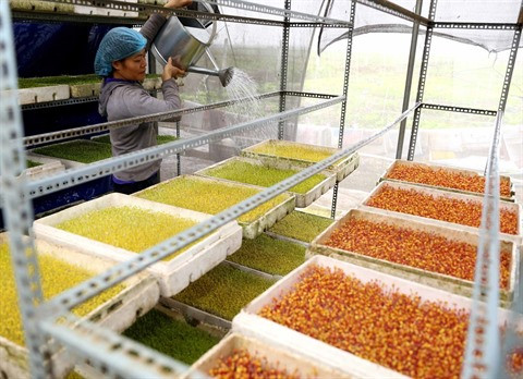 Produits agricoles bio : opportunité d’accéder au marché européen ảnh 2 Produits agricoles bio : opportunité d’accéder au marché européen ảnh 2