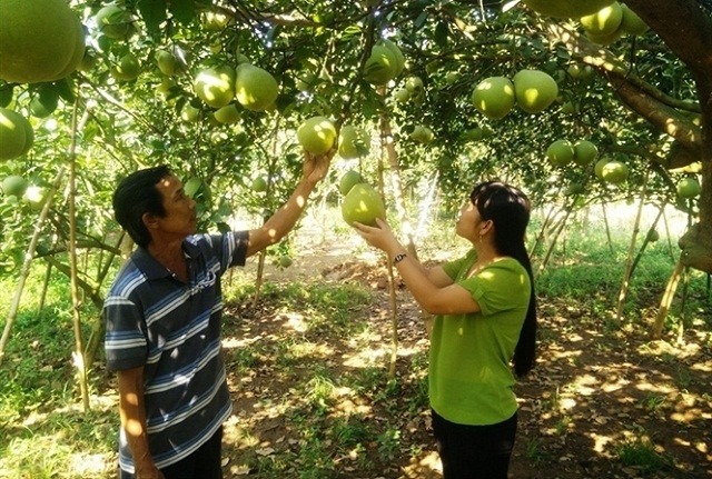 Dông Nai: l’agriculture devient attrayante pour les investisseurs étrangers ảnh 1