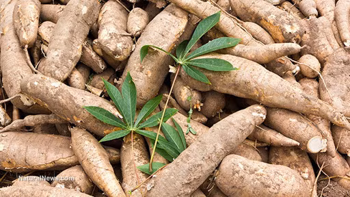 Manioc: hausse des exportations tant en volume qu’en valeur en 7 mois ảnh 1
