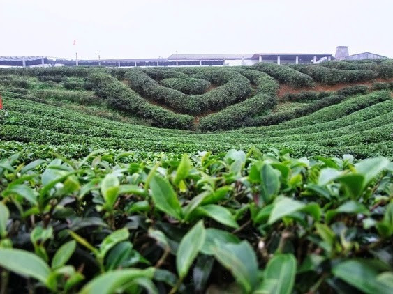 Môc Châu, destination idéale pour échapper à la canicule ảnh 1 Môc Châu, destination idéale pour échapper à la canicule ảnh 1
