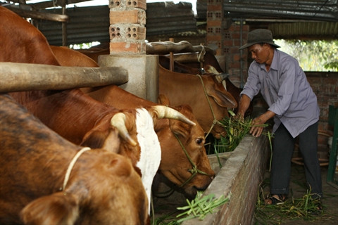 Dak Lak : la nouvelle vitalité des ethnies minoritaires ảnh 1 Dak Lak : la nouvelle vitalité des ethnies minoritaires ảnh 1