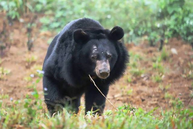 Sauvetage d’un ours noir d’Asie capturé depuis près de 30 ans ảnh 1