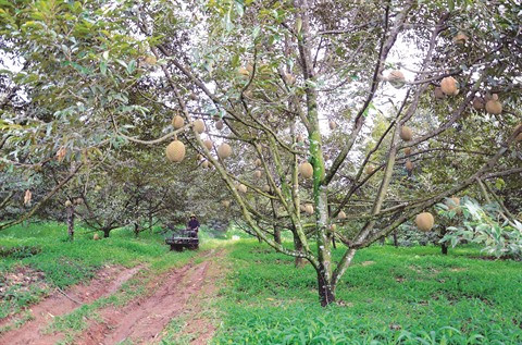Le Tây Nguyên veille à adapter son agriculture au changement climatique ảnh 1 Le Tây Nguyên veille à adapter son agriculture au changement climatique ảnh 1