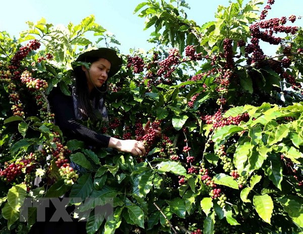 La caféiculture vietnamienne en quête de marques fortes ảnh 2 La caféiculture vietnamienne en quête de marques fortes ảnh 2