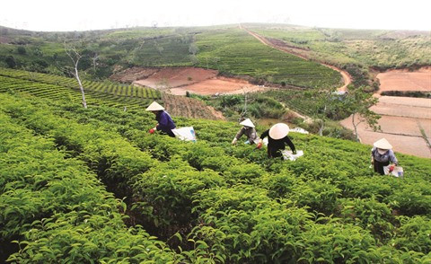 À Lâm Dông, la restructuration agricole ranime la commune de Lôc Bao ảnh 1 À Lâm Dông, la restructuration agricole ranime la commune de Lôc Bao ảnh 1