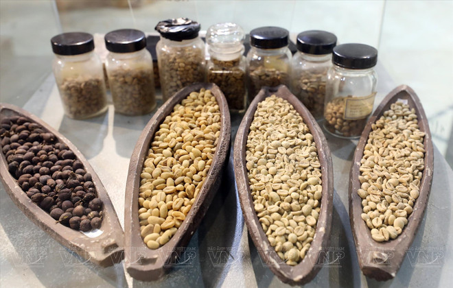 Buôn Mê Thuôt, capitale mondiale du café Robusta ảnh 1 Buôn Mê Thuôt, capitale mondiale du café Robusta ảnh 1