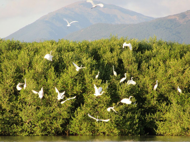 Le Vietnam est l’un des pays avec la plus grande biodiversité dans le monde ảnh 1 Le Vietnam est l’un des pays avec la plus grande biodiversité dans le monde ảnh 1