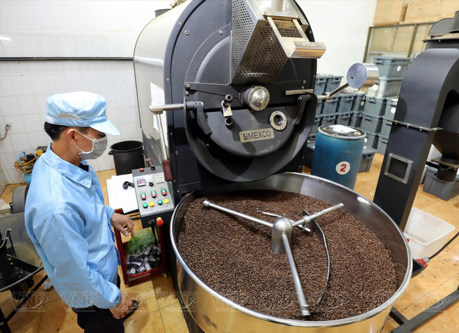 Buôn Mê Thuôt, capitale mondiale du café Robusta ảnh 2 Buôn Mê Thuôt, capitale mondiale du café Robusta ảnh 2