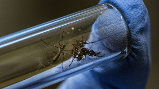 La Thaïlande met en place un centre d'opérations d'urgence pour faire face à la dengue ảnh 1 La Thaïlande met en place un centre d'opérations d'urgence pour faire face à la dengue ảnh 1