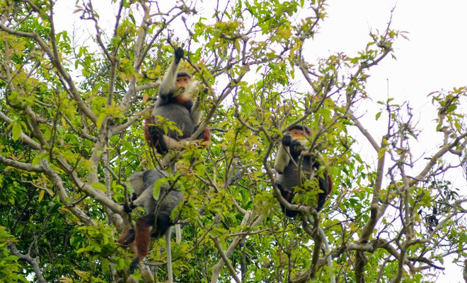 Le Vietnam est l’un des pays avec la plus grande biodiversité dans le monde ảnh 2 Le Vietnam est l’un des pays avec la plus grande biodiversité dans le monde ảnh 2