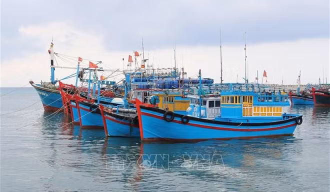 Efforts communs pour lutter contre la pêche INN ảnh 1