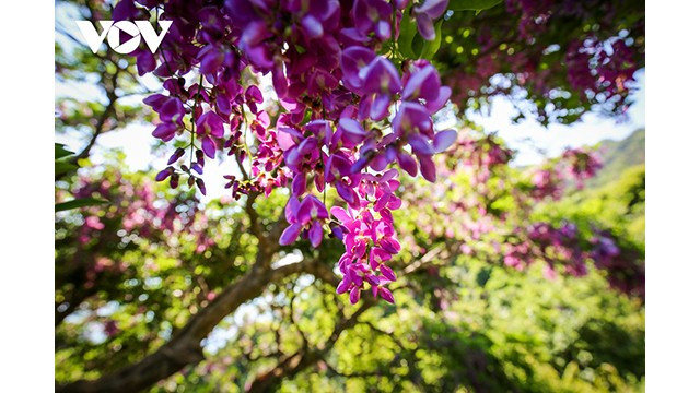 La nature se fait artiste dans la péninsule de Son Trà ảnh 4 La nature se fait artiste dans la péninsule de Son Trà ảnh 4