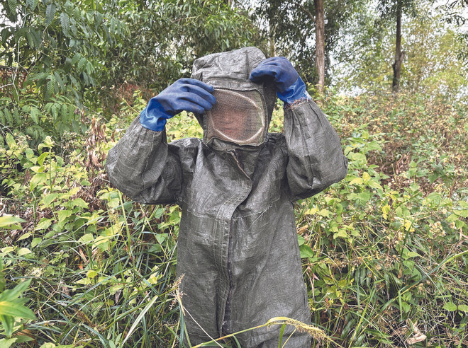 À Cà Mau, elle traque les guêpes ảnh 1 À Cà Mau, elle traque les guêpes ảnh 1