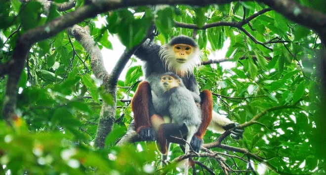 Conservation de la biodiversité pour un développement durable ảnh 2