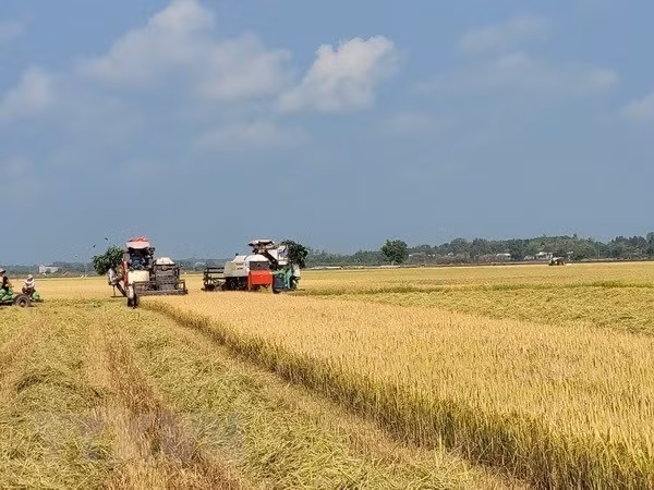 La stratégie de développement des marchés d'exportation du riz du Vietnam jusqu'en 2030 approuvée ảnh 1
