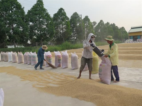 Plus de 1,8 million de tonnes de riz exportées depuis janvier ảnh 1 Plus de 1,8 million de tonnes de riz exportées depuis janvier ảnh 1