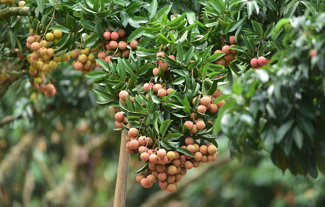 Bac Giang crée des marques pour ses produits agricoles afin d’élargir les marchés ảnh 1