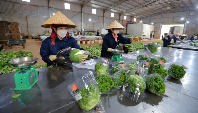 Des légumes de Da Lat exportés vers Singapour et la République de Corée ảnh 1 Des légumes de Da Lat exportés vers Singapour et la République de Corée ảnh 1