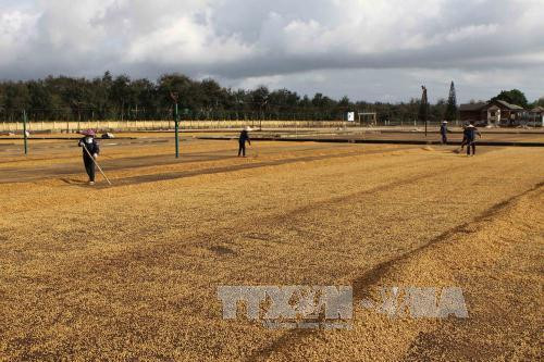 Record à l'export du Tay Nguyen en 2017 ảnh 1