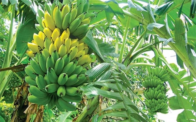Les bananes du Vietnam de plus en plus prisées au Japon ảnh 2 Les bananes du Vietnam de plus en plus prisées au Japon ảnh 2