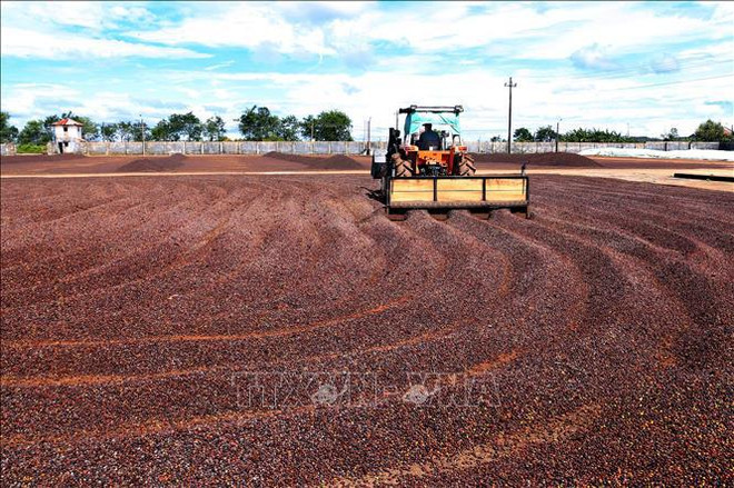 La protection de la propriété intellectuelle contribue à promouvoir les produits agricoles ảnh 1 La protection de la propriété intellectuelle contribue à promouvoir les produits agricoles ảnh 1