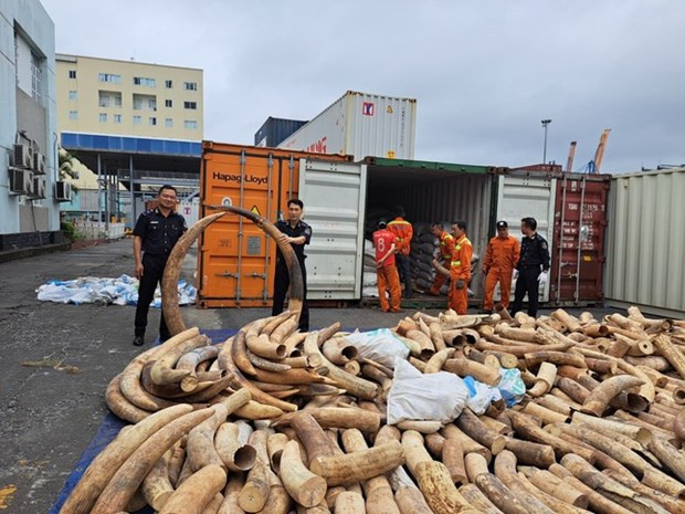 Sept tonnes d’ivoire d’éléphant d'Afrique saisies au port de Hai Phong ảnh 1 Sept tonnes d’ivoire d’éléphant d'Afrique saisies au port de Hai Phong ảnh 1