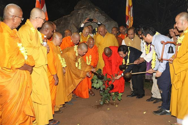 Un jeune arbre du plus vieil arbre de la Bodhi au monde planté à Bai Dinh ảnh 2 Un jeune arbre du plus vieil arbre de la Bodhi au monde planté à Bai Dinh ảnh 2