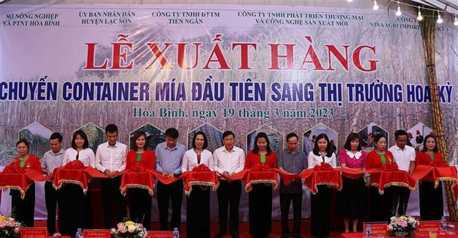 Hoa Binh : premier lot de cannes à sucre fraiches exporté vers les Etats-Unis ảnh 1 Hoa Binh : premier lot de cannes à sucre fraiches exporté vers les Etats-Unis ảnh 1