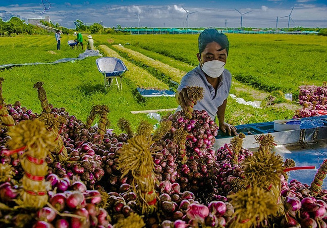 La Chine est la plus grande importatrice d’oignons, de ciboulettes et d’ails du Vietnam ảnh 1 La Chine est la plus grande importatrice d’oignons, de ciboulettes et d’ails du Vietnam ảnh 1