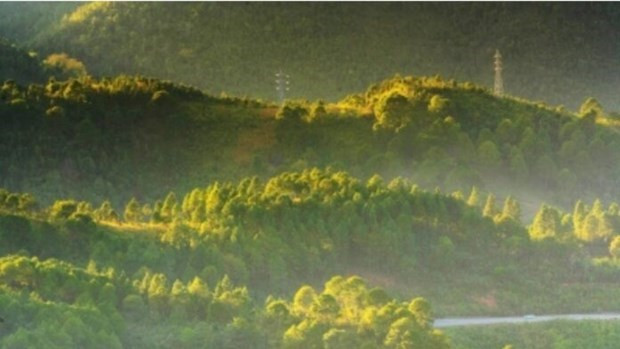 Le Myanmar prend des mesures pour conserver la forêt pour protéger la biodiversité ảnh 1 Le Myanmar prend des mesures pour conserver la forêt pour protéger la biodiversité ảnh 1