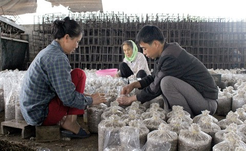 Faire fortune grâce à la myciculture ảnh 2 Faire fortune grâce à la myciculture ảnh 2
