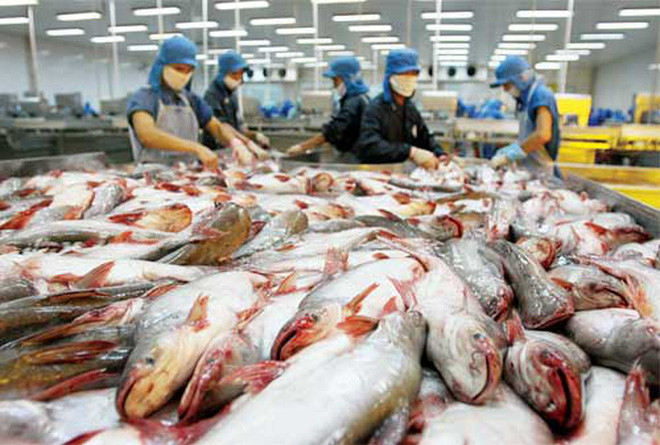 Pangasius : les exportations pourraient augmenter de 20% ảnh 1 Pangasius : les exportations pourraient augmenter de 20% ảnh 1