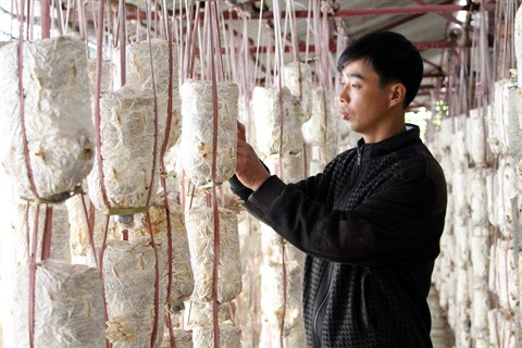 Faire fortune grâce à la myciculture ảnh 1 Faire fortune grâce à la myciculture ảnh 1