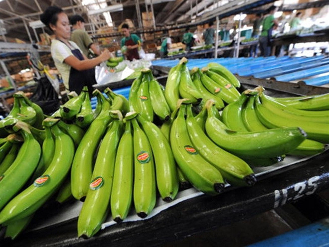 Les bananes vietnamiennes de plus en plus appréciées dans le monde ảnh 1