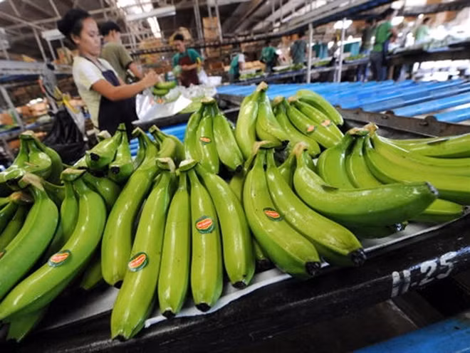 Les bananes vietnamiennes de plus en plus appréciées dans le monde ảnh 1