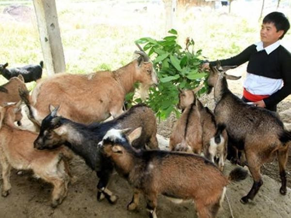 Les crédits des politiques sociales contribuent à l’amélioration de la vie des ethnies minoritaires ảnh 2