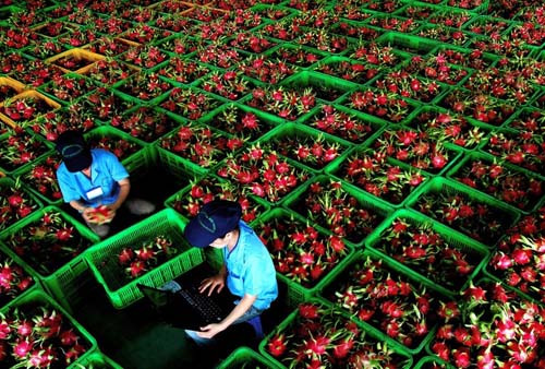 Un milliard de dollars d’exportations de fruits et légumes en quatre mois ảnh 1 Un milliard de dollars d’exportations de fruits et légumes en quatre mois ảnh 1