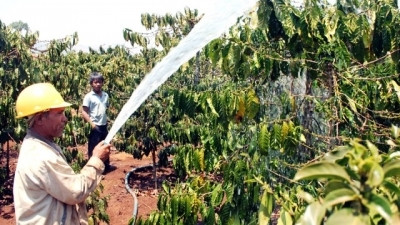 Plus de 4.000 milliards de dôngs pour le développement durable du café à Lâm Dông ảnh 1 Plus de 4.000 milliards de dôngs pour le développement durable du café à Lâm Dông ảnh 1