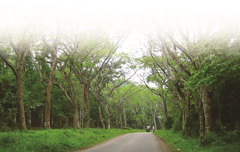 Parc national de Cuc Phuong, la biodiversité grandeur nature ảnh 1 Parc national de Cuc Phuong, la biodiversité grandeur nature ảnh 1