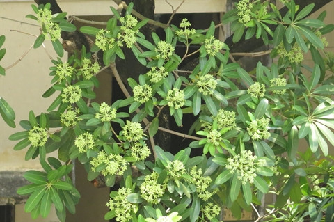 En automne, Hanoi dévoile son charme ảnh 2 En automne, Hanoi dévoile son charme ảnh 2