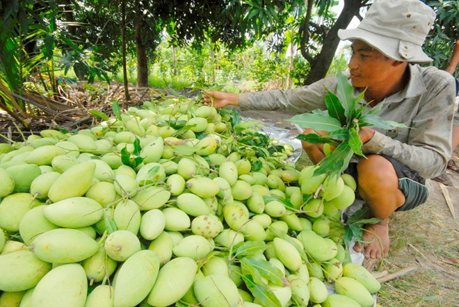 Les mangues de Cat Chu seront exportées au Japon ảnh 1 Les mangues de Cat Chu seront exportées au Japon ảnh 1