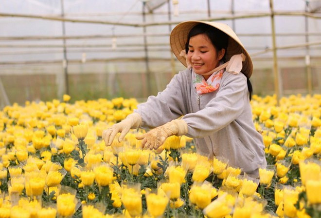 Ho Chi Minh-Ville-Pays-Bas : coopération renforcée dans l'agriculture ảnh 1 Ho Chi Minh-Ville-Pays-Bas : coopération renforcée dans l'agriculture ảnh 1