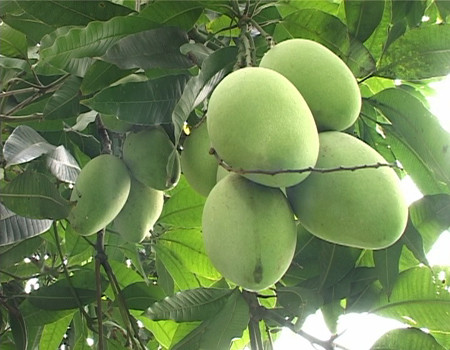 Les mangues de Cat Chu seront exportées au Japon ảnh 2 Les mangues de Cat Chu seront exportées au Japon ảnh 2