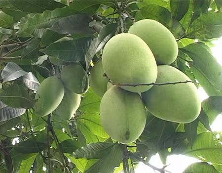 Les mangues de Cat Chu seront exportées au Japon ảnh 2 Les mangues de Cat Chu seront exportées au Japon ảnh 2