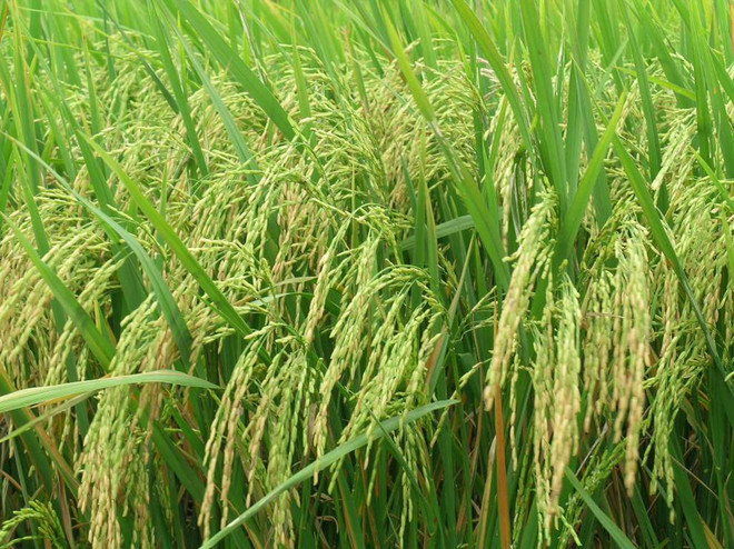 Bientôt le Festival de l’agriculture à Ho Chi Minh-Ville ảnh 1 Bientôt le Festival de l’agriculture à Ho Chi Minh-Ville ảnh 1