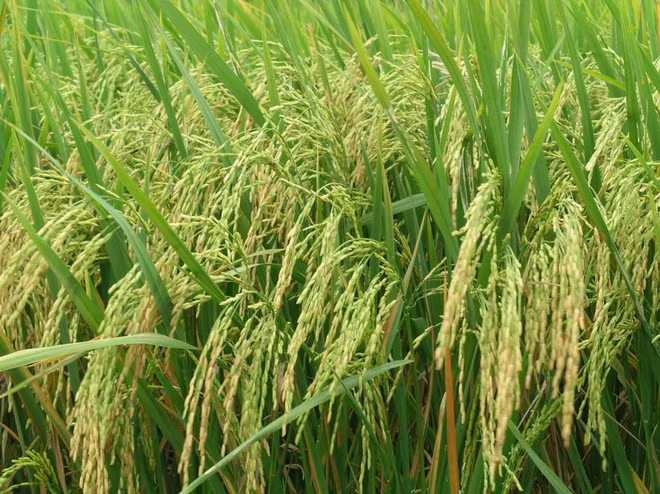 Bientôt le Festival de l’agriculture à Ho Chi Minh-Ville ảnh 1