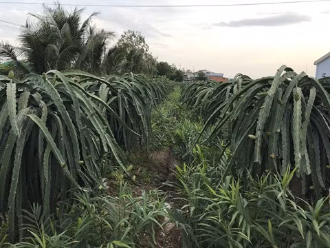 Le delta du Mékong en réponse à la salinisation de ses terres ảnh 2