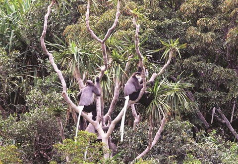 Menacées, les espèces de primates ont besoin qu’on les protège ảnh 1 Menacées, les espèces de primates ont besoin qu’on les protège ảnh 1