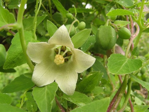 Sortir de la pauvreté grâce au "ginseng des pauvres" ảnh 2 Sortir de la pauvreté grâce au "ginseng des pauvres" ảnh 2