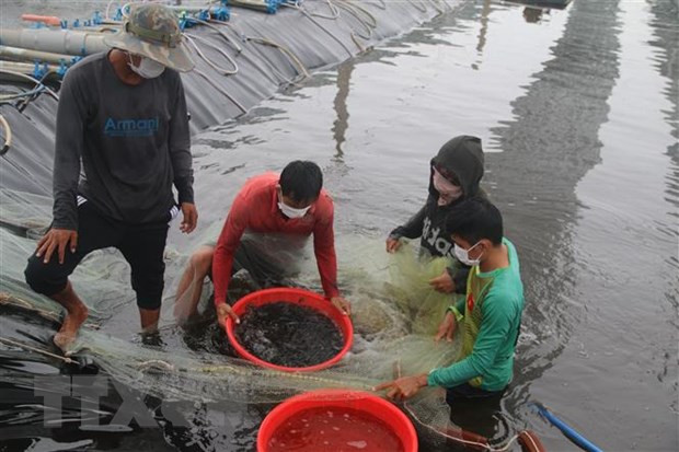 La République de Corée soutient un projet d'aquaculture au Vietnam ảnh 1
